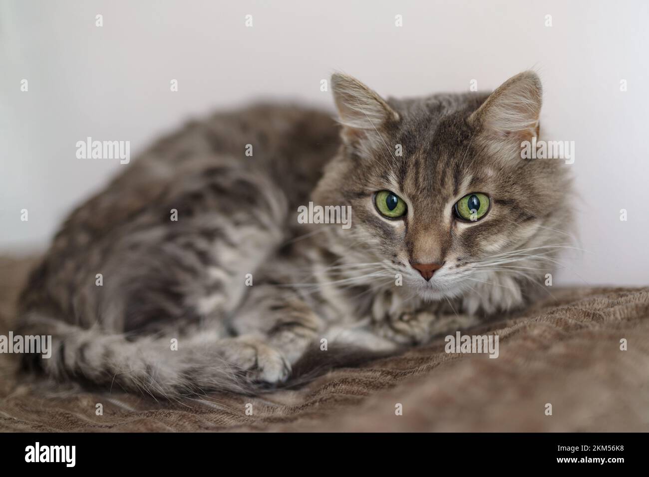 Fifteen year old cat suffering from Chronic Renal Failure, common in older cats Stock Photo Alamy