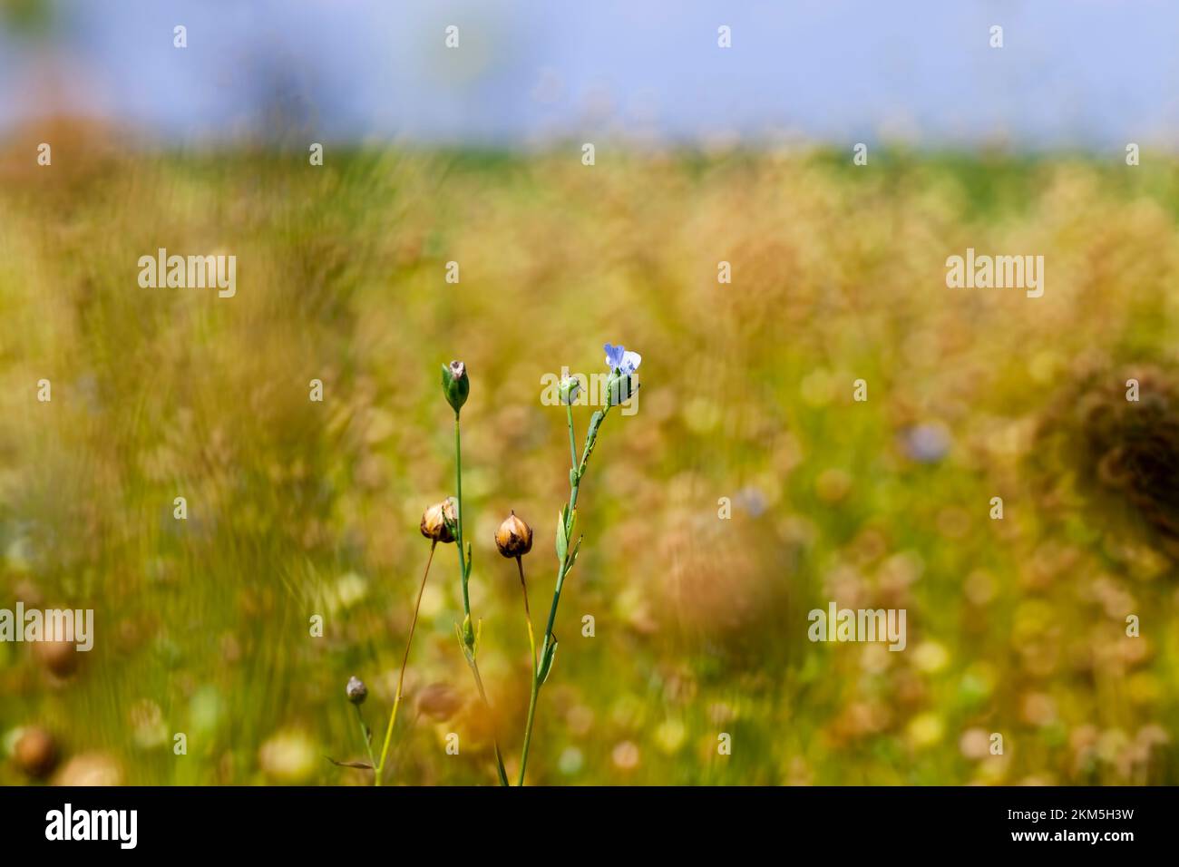 growing a flax crop to harvest seeds and straw for fabric making, an