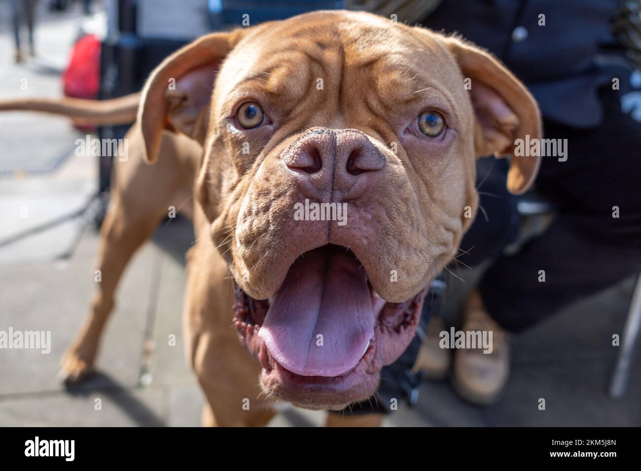 Dogue de Bordeaux - big brown dog looking cheeky Stock Photo
