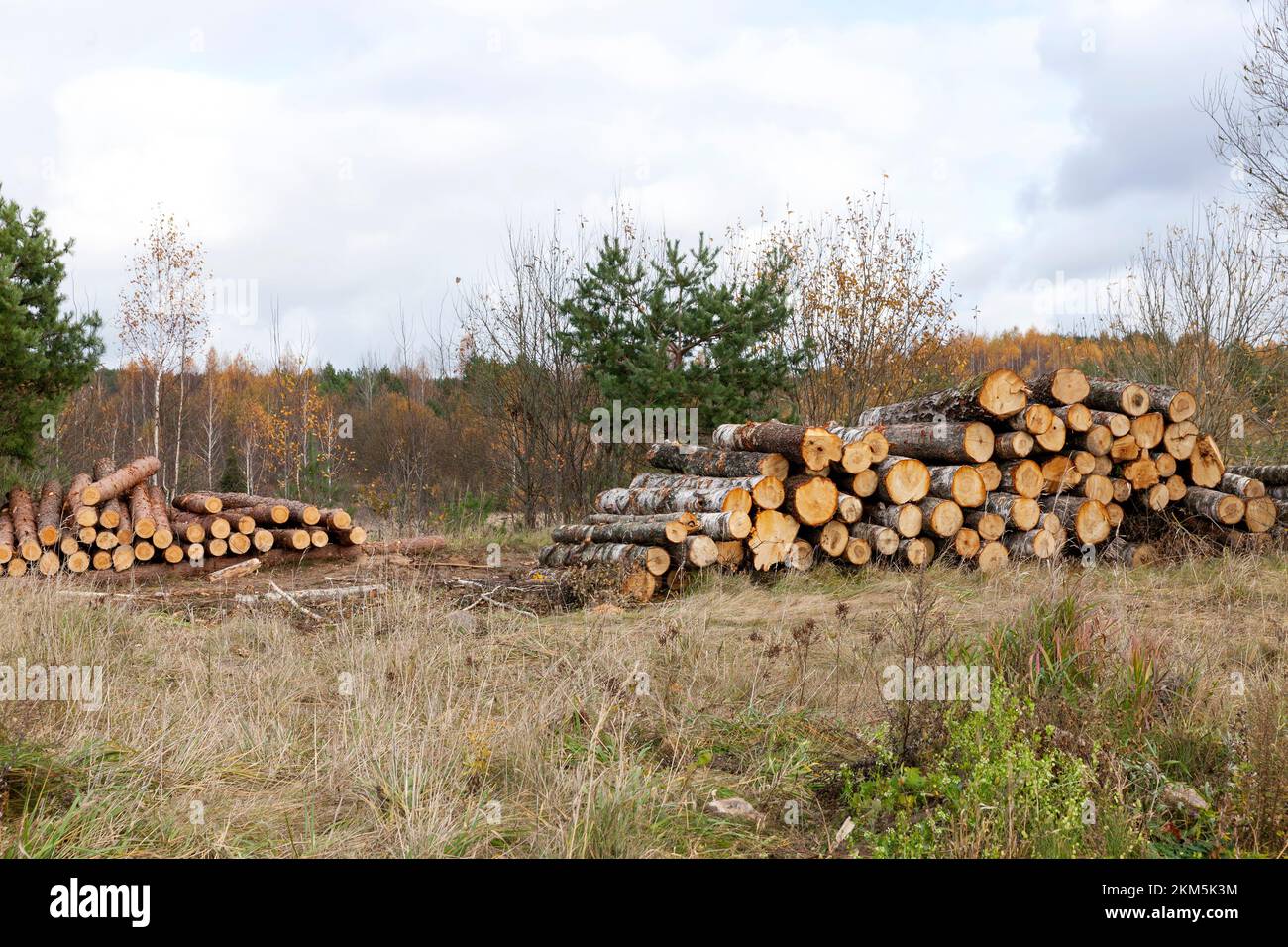 wood harvesting in the forest, felled and sawn trees that are used for