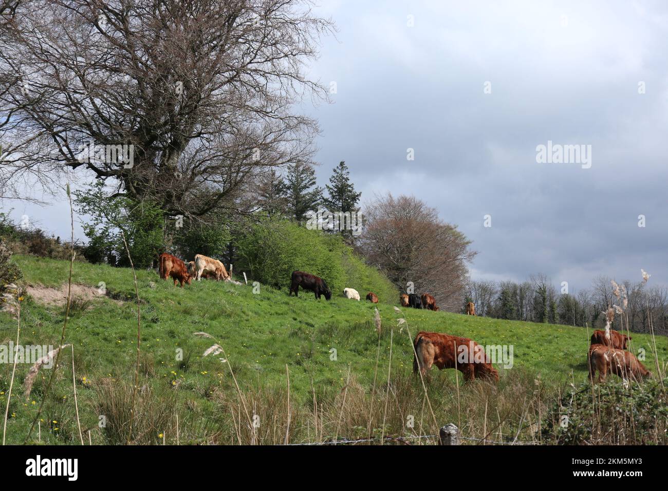The long exposure of Cows in an open field eating, walking and relaxing ...
