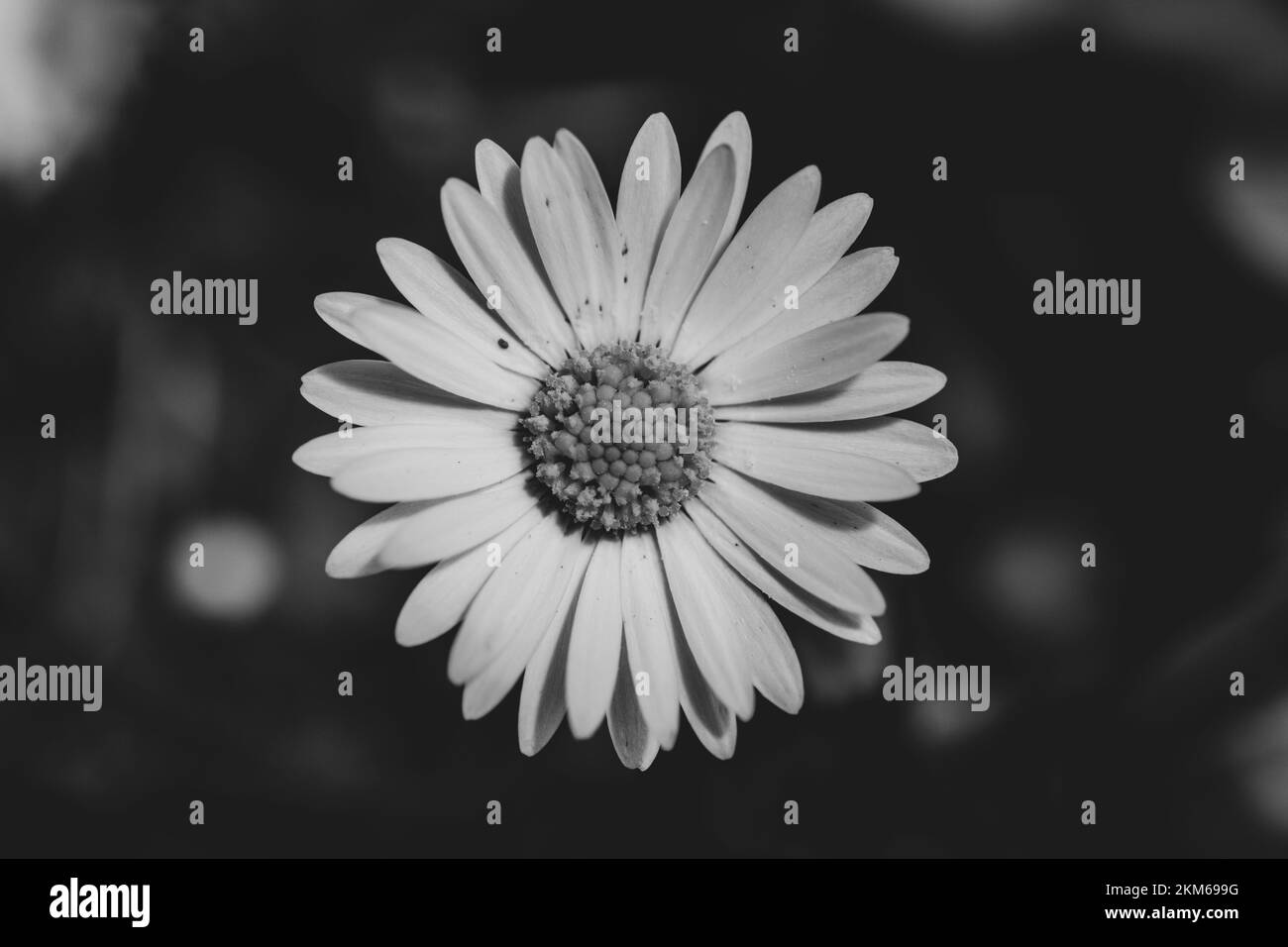 Daisy isolated on black Black and White Stock Photos & Images - Alamy