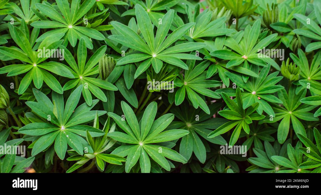 Close up on vibrant green leaves of a Garden Lupin or Lupinus polyphyllus lindl, plant. Stock Photo