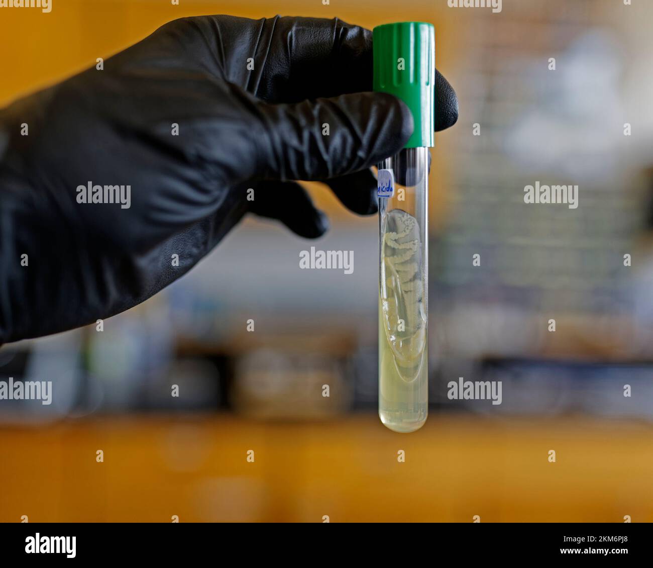 An agar slant used to isolate and purify bacteria cultures Stock Photo Alamy