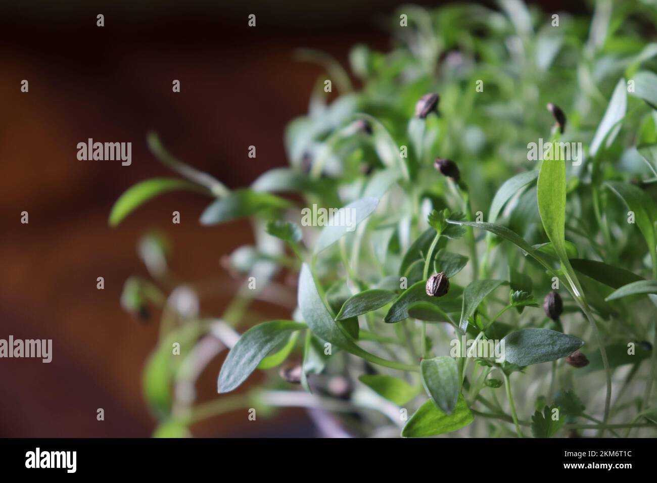 Close up of coriander cilantro growing in a pot gardening hires stock