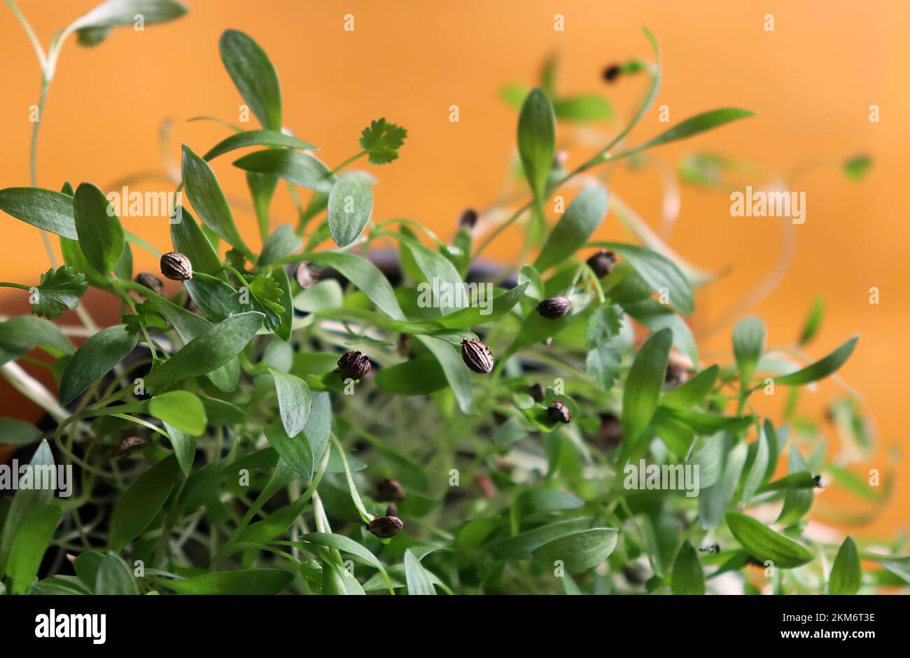 Close up of coriander cilantro growing in a pot gardening hires stock