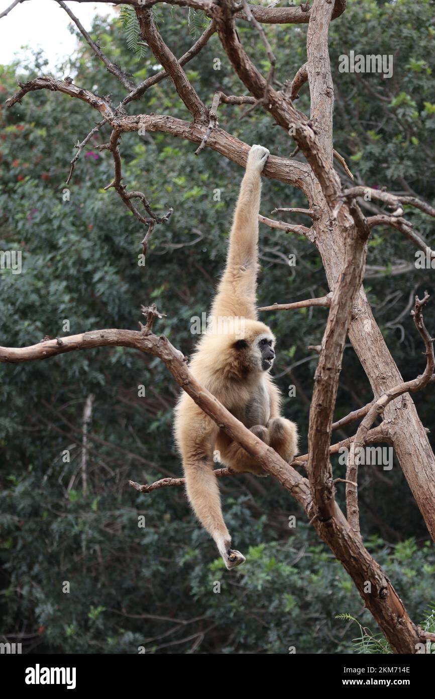 A Gibbon monkey with long arms on a tree sitting and eating Stock Photo