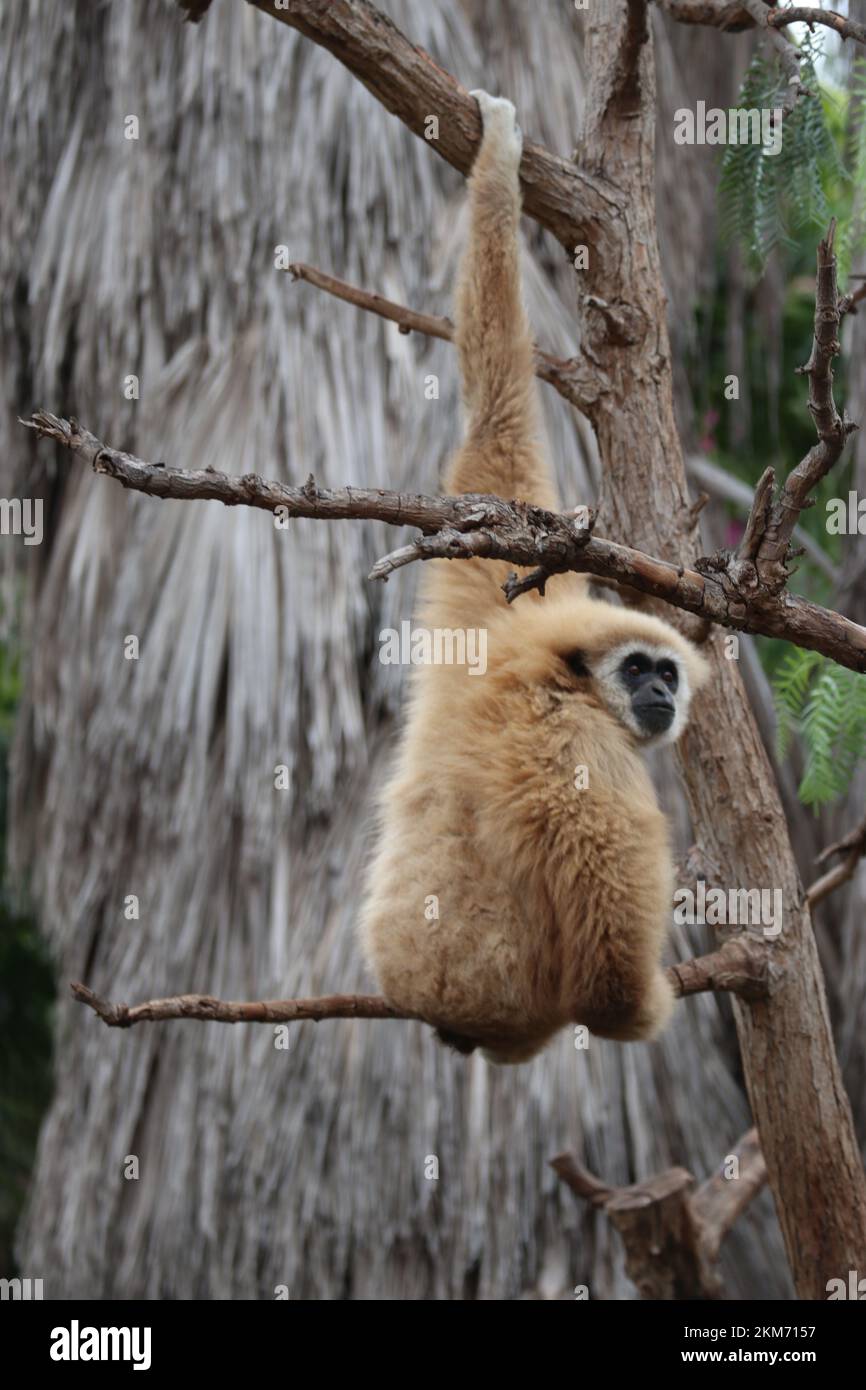 A Gibbon monkey with long arms on a tree sitting and eating Stock Photo