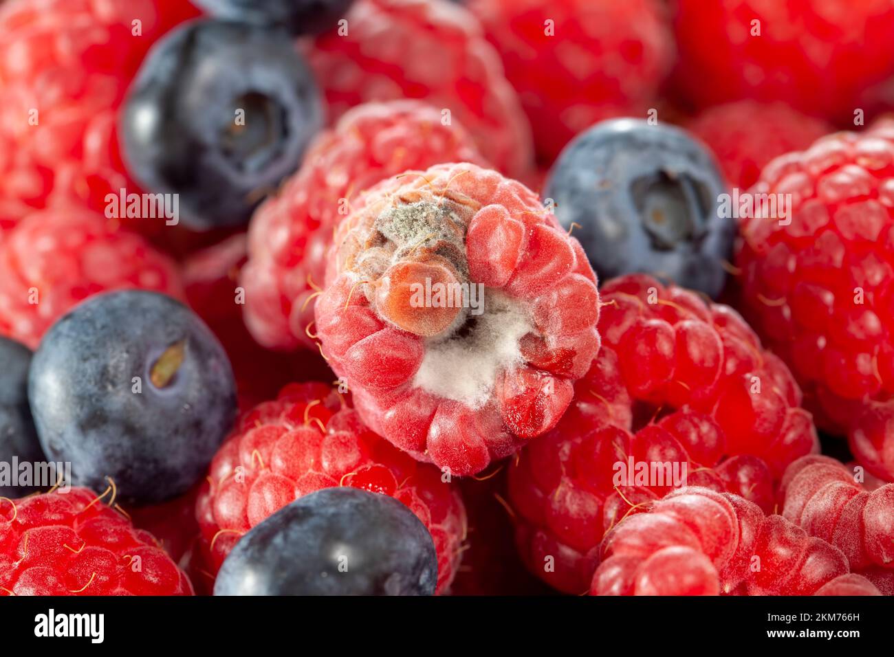 mold-covered ripe raspberries, spoiled and rotting harvest of red ripe ...