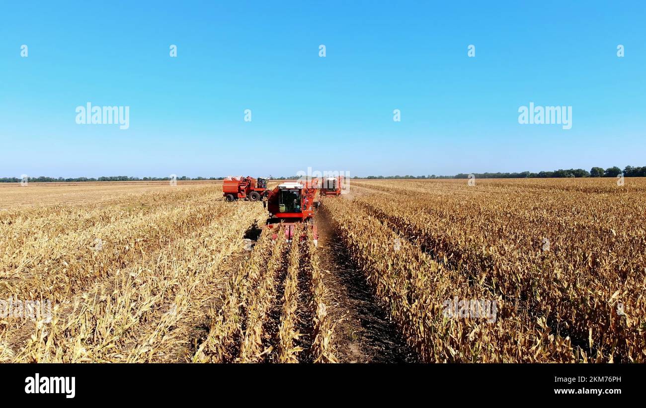 Aerial top view. big red combine harvester machines harvesting corn