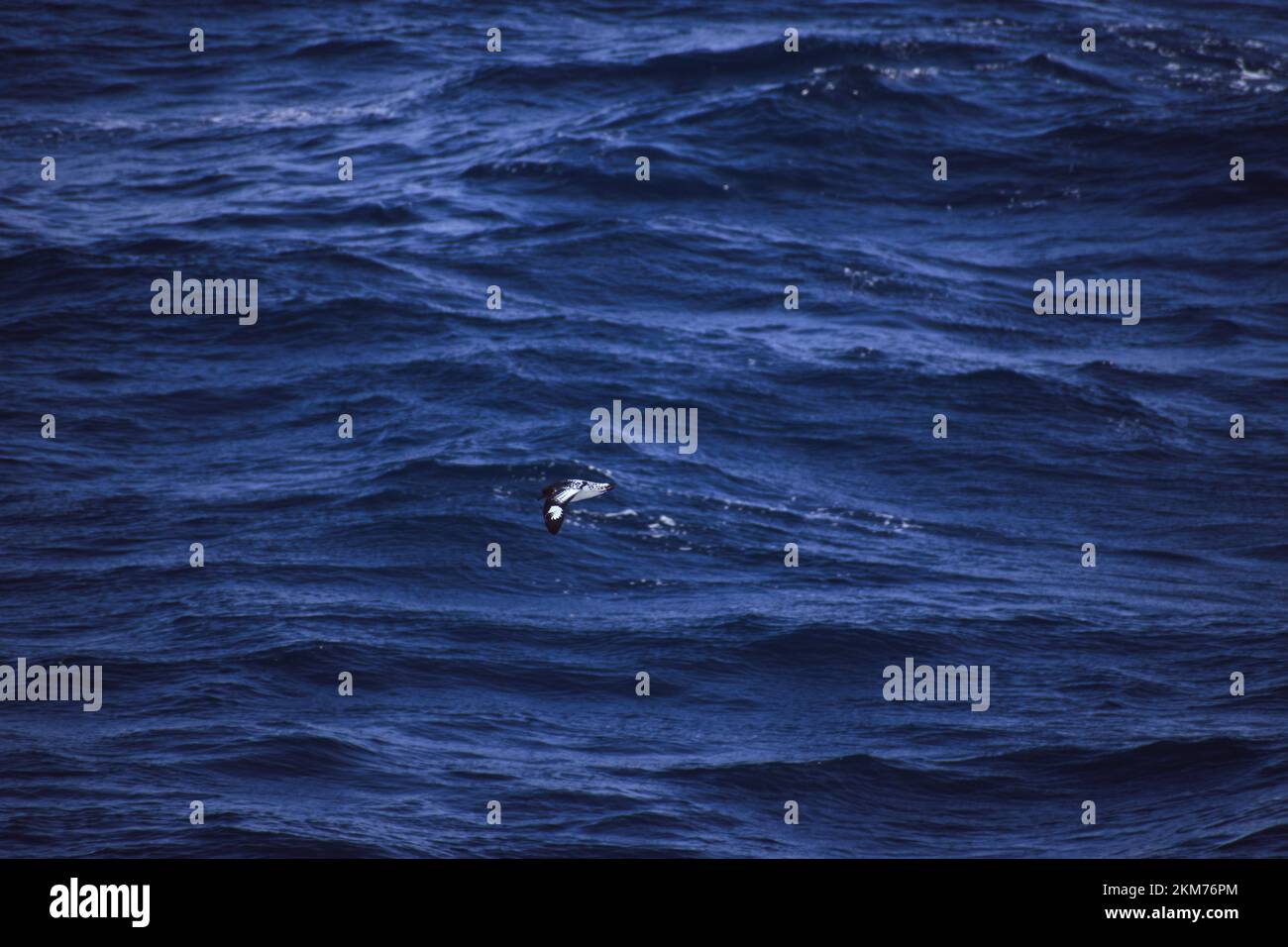 Cape Petrel bird soaring on the currents generated by the southern ocean. Stock Photo