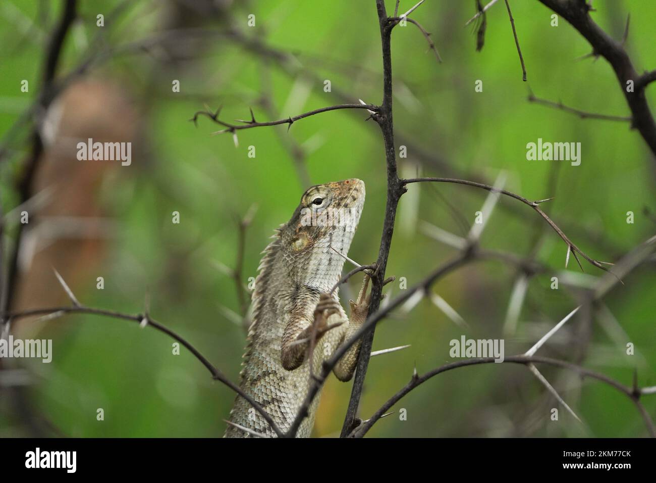The Indian chameleon is a species of chameleon or lizard in a barbed plant Stock Photo