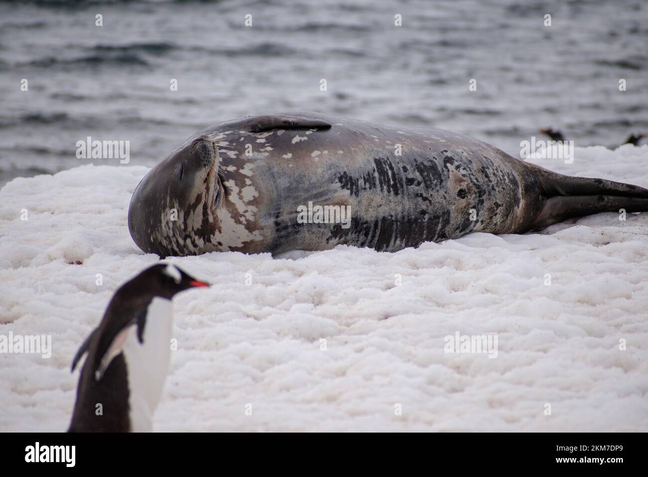 A Gentoo penguin walking in front of a Weddell Seal. Stock Photo