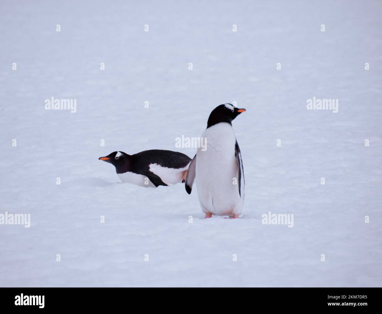 Gentoo Penguin in their natural habitat, Antarctica during sprint. Stock Photo