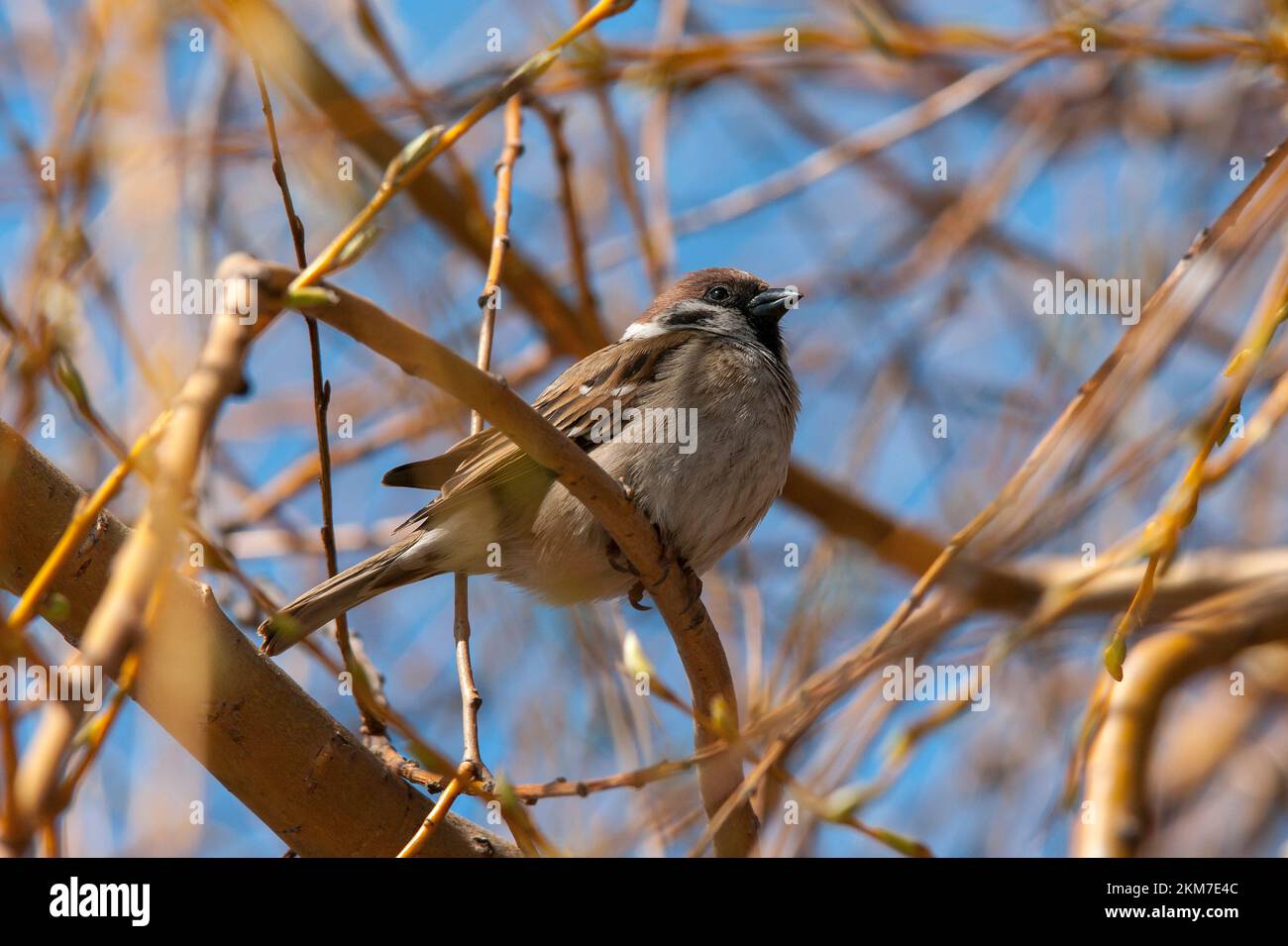 House sparrow (lat. Passer domesticus) on a branch in spring. Europe. Ukraine. Stock Photo