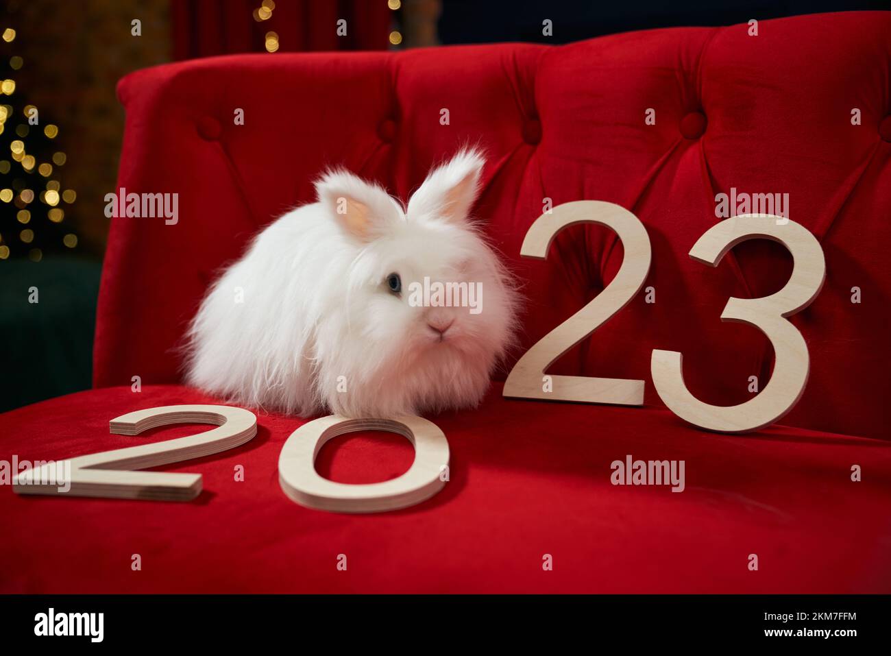 Side view of white, furry rabbit sitting on red, velvet sofa. Animal, symbol of new year 2023 looking at camera, having photoshoot indoors. Concept of Stock Photo