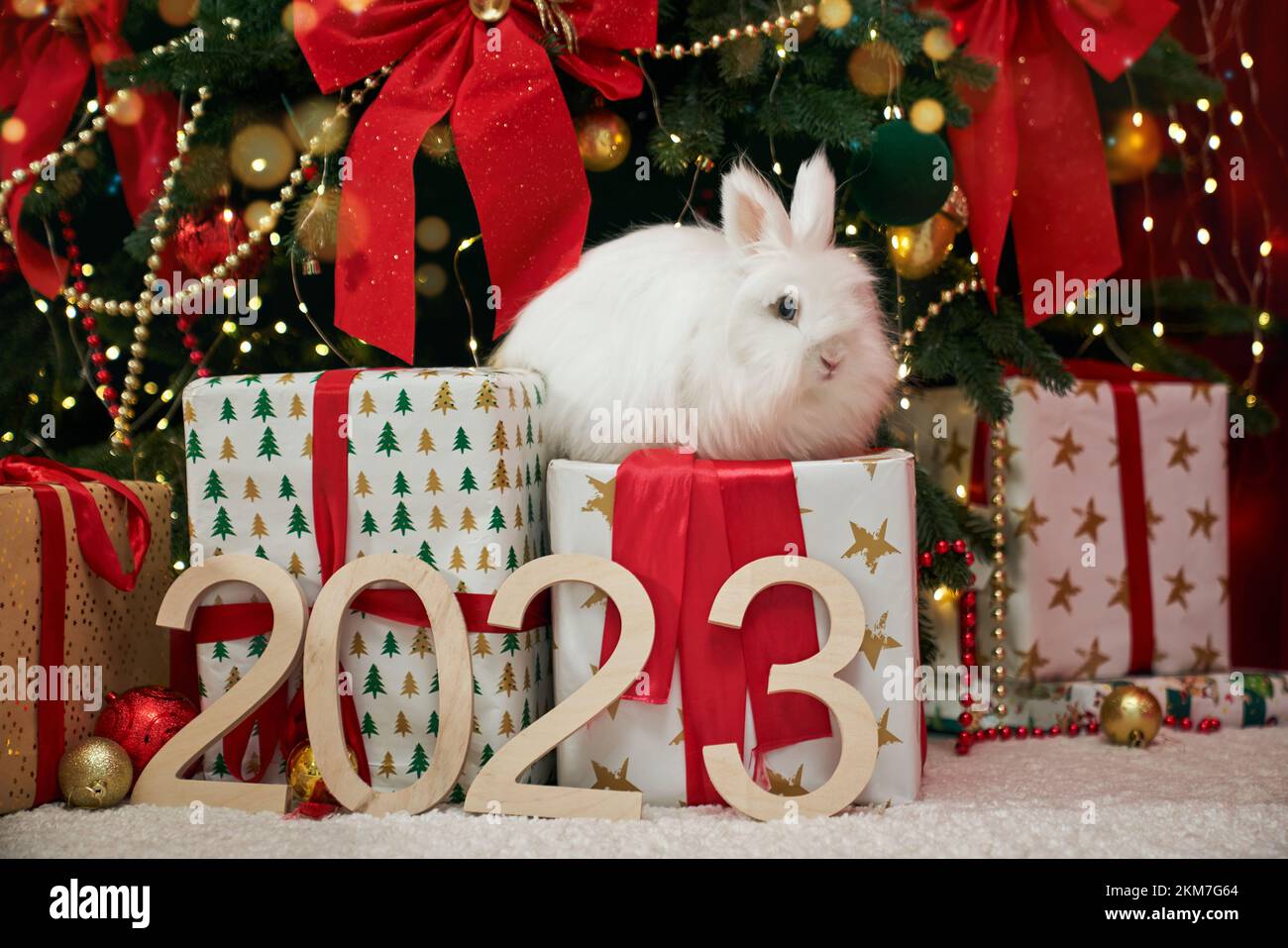 Front view of symbol of new year 2023 sitting on gift box. White, furry rabbit having photoshoot near decorated christmas tree, looking. Concept of ne Stock Photo