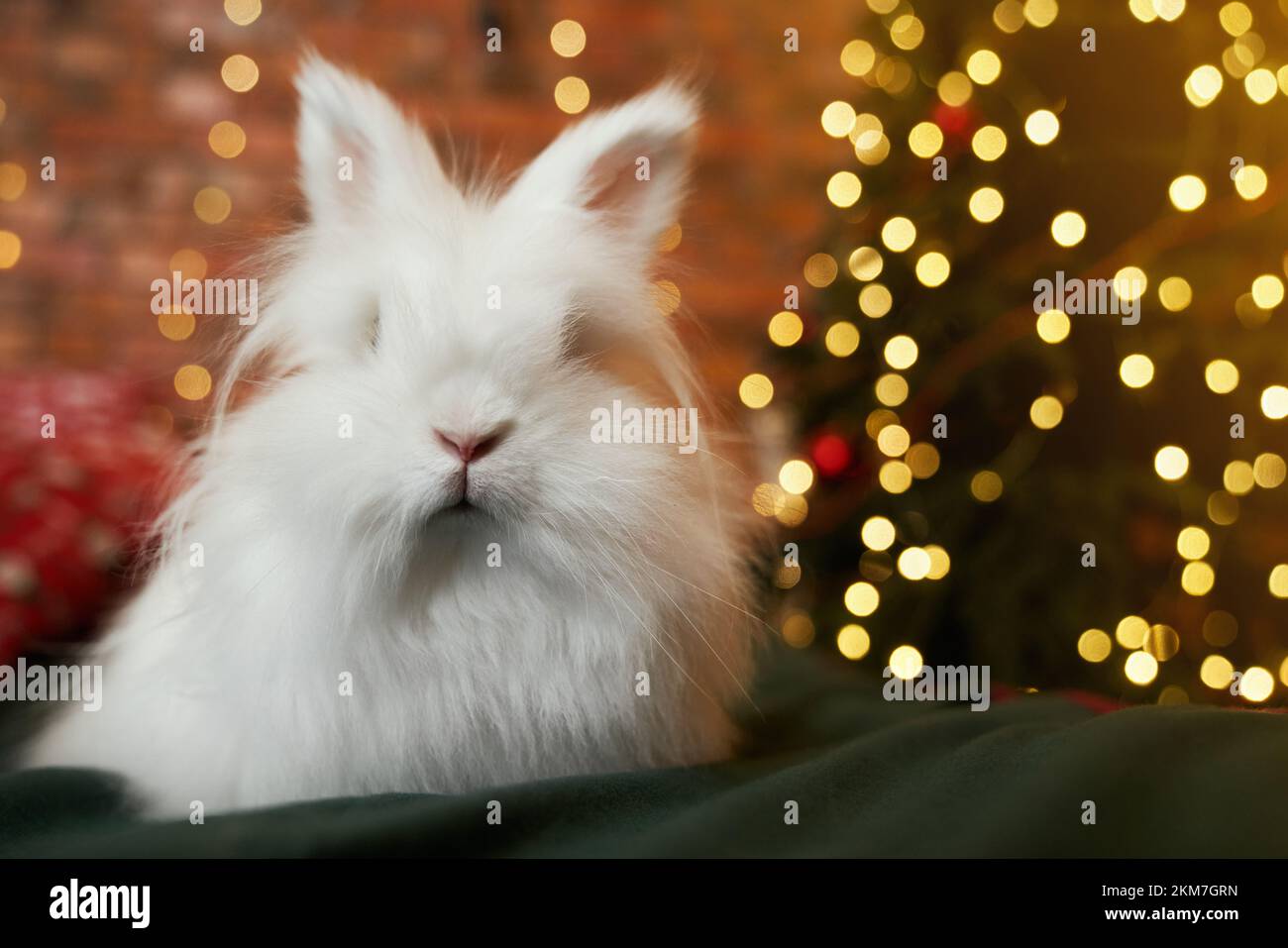 Front view of cute, furry rabbit sitting on green sofa, posing. Symbol of new year posing indoors, in room decorated with sparkling garlands. Concept Stock Photo