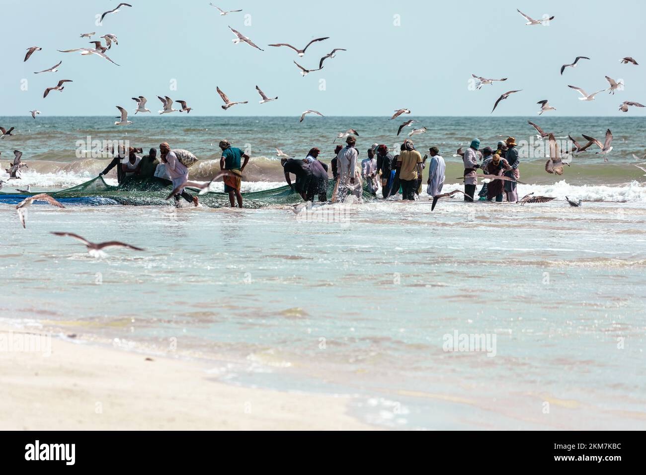 Fishermen catching sardines from Salalah beach. A big net full of
