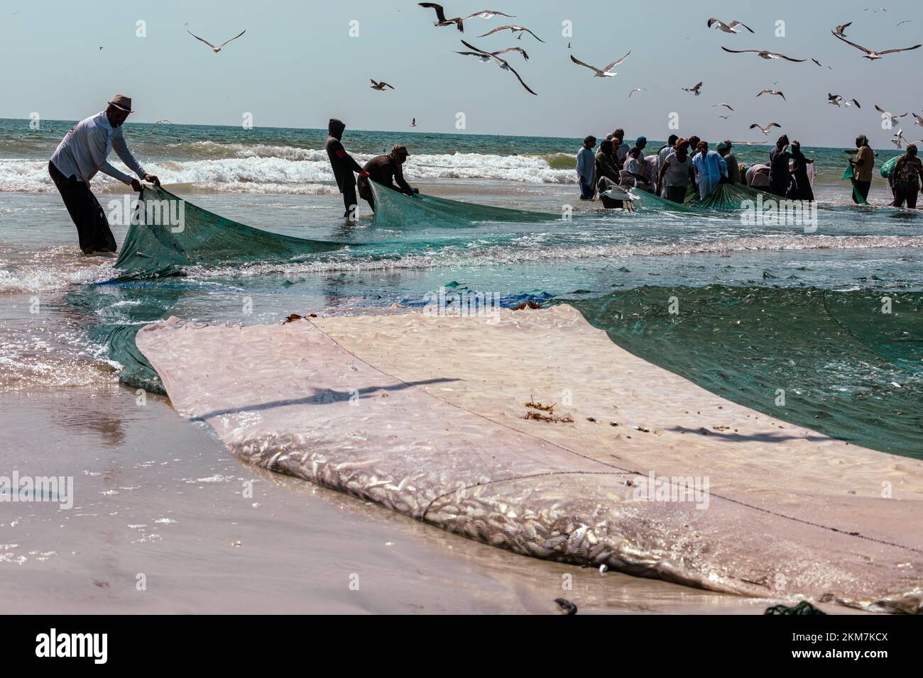 Fishermen catching sardines from Salalah beach. A big net full of