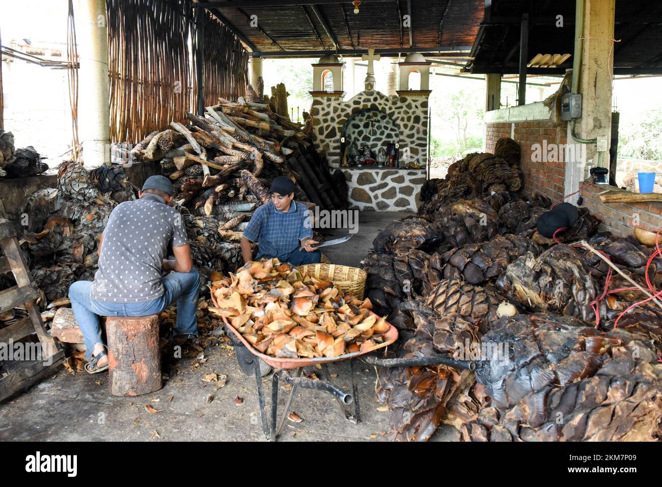 Mexican workers chopping roasted agave hearts in an artisanal mezcal palenque, Oaxaca state, Mexico Stock Photo
