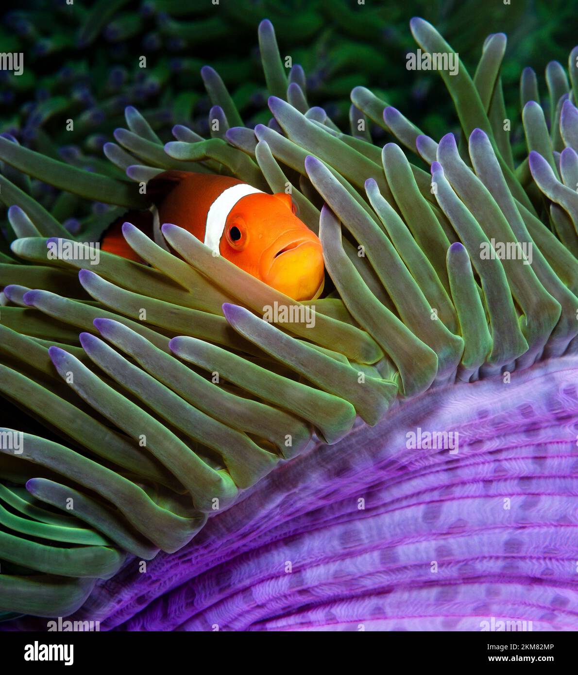 Clown fish hiding in anemone Stock Photo - Alamy