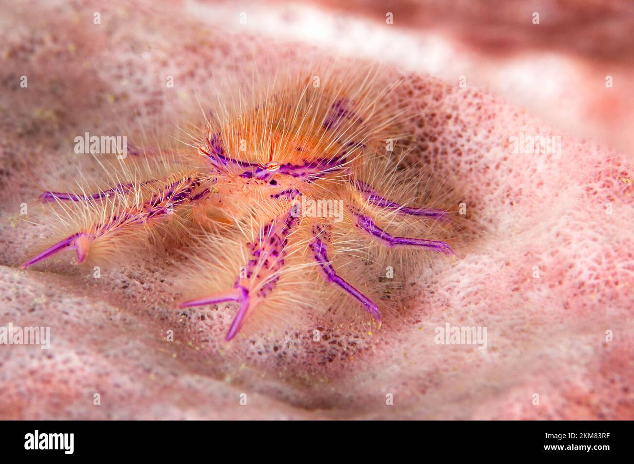 Hairy squat lobster Stock Photo - Alamy