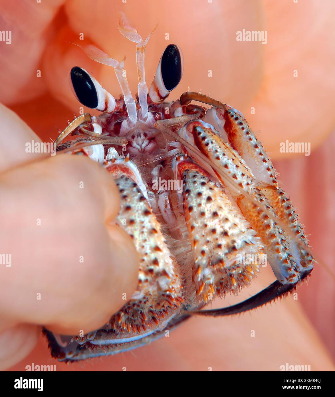 Hermit crab, British columbia Stock Photo - Alamy