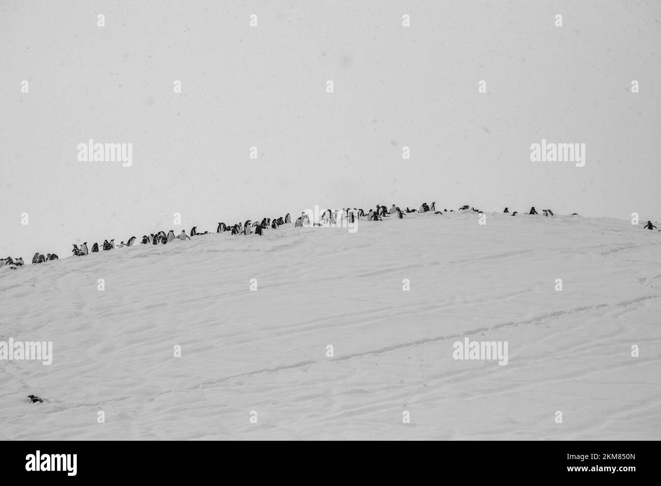 Group of antarctic penguins Black and White Stock Photos & Images - Alamy