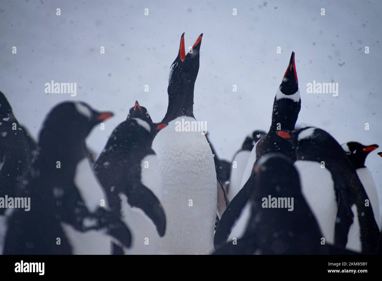 Close up on a group of Gentoo Penguins at Neko Harbor, Antarctic