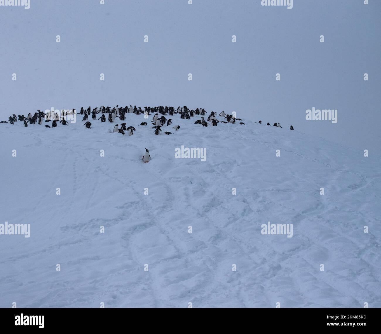 A waddle, or group, of Gentoo Penguins at Neko Harbor, Antarctic Peninsula. Stock Photo