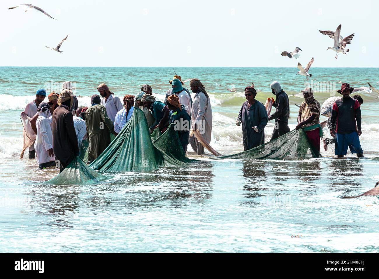 Fishermen catching sardines from Salalah beach. A big net full of