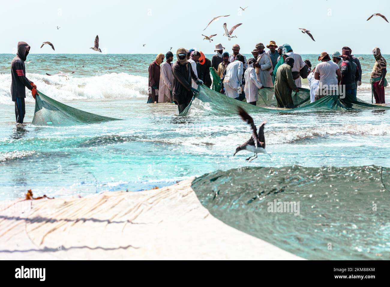 Fishermen catching sardines from Salalah beach. A big net full of