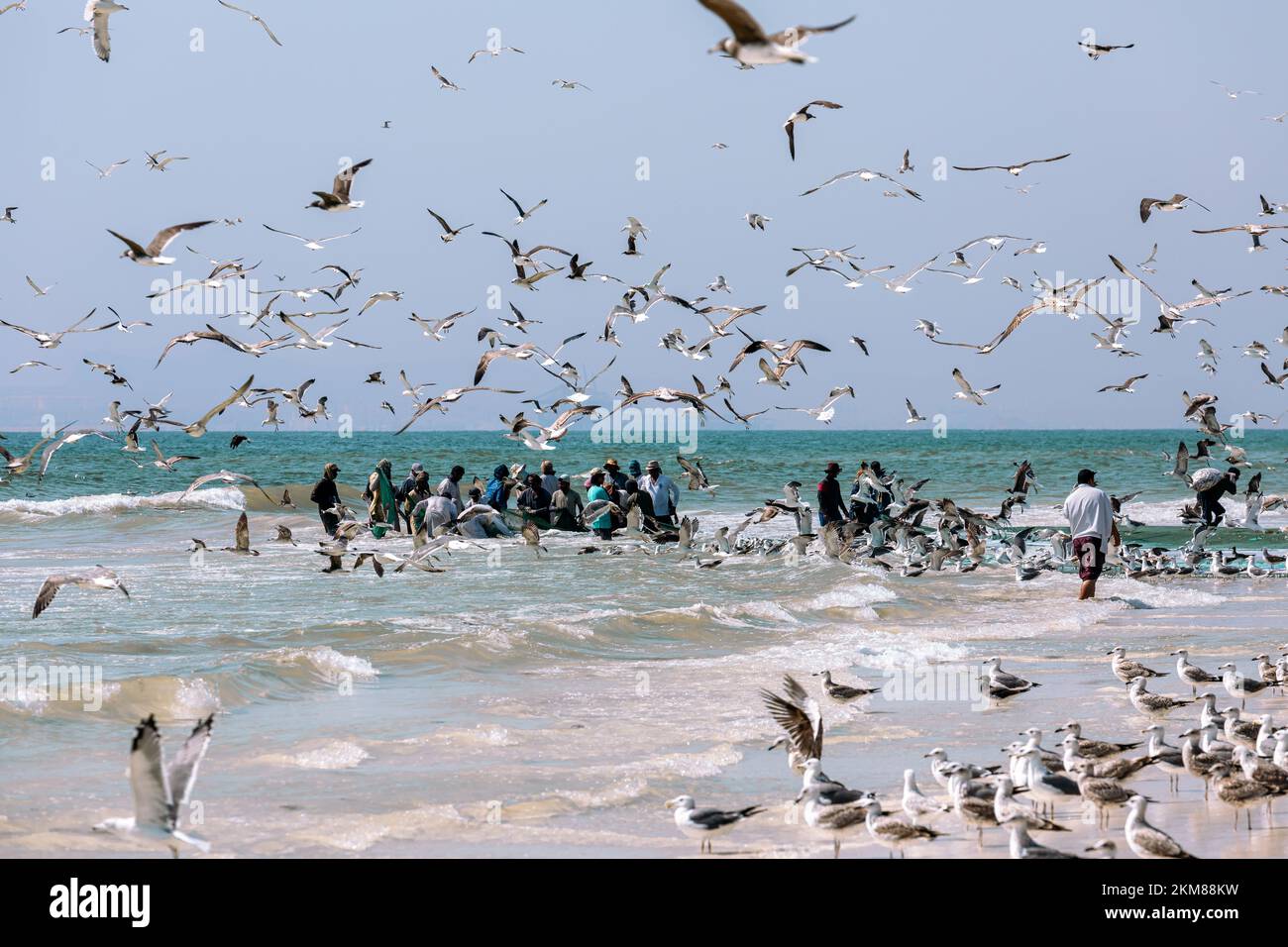 Fishermen catching sardines from Salalah beach. A big net full of