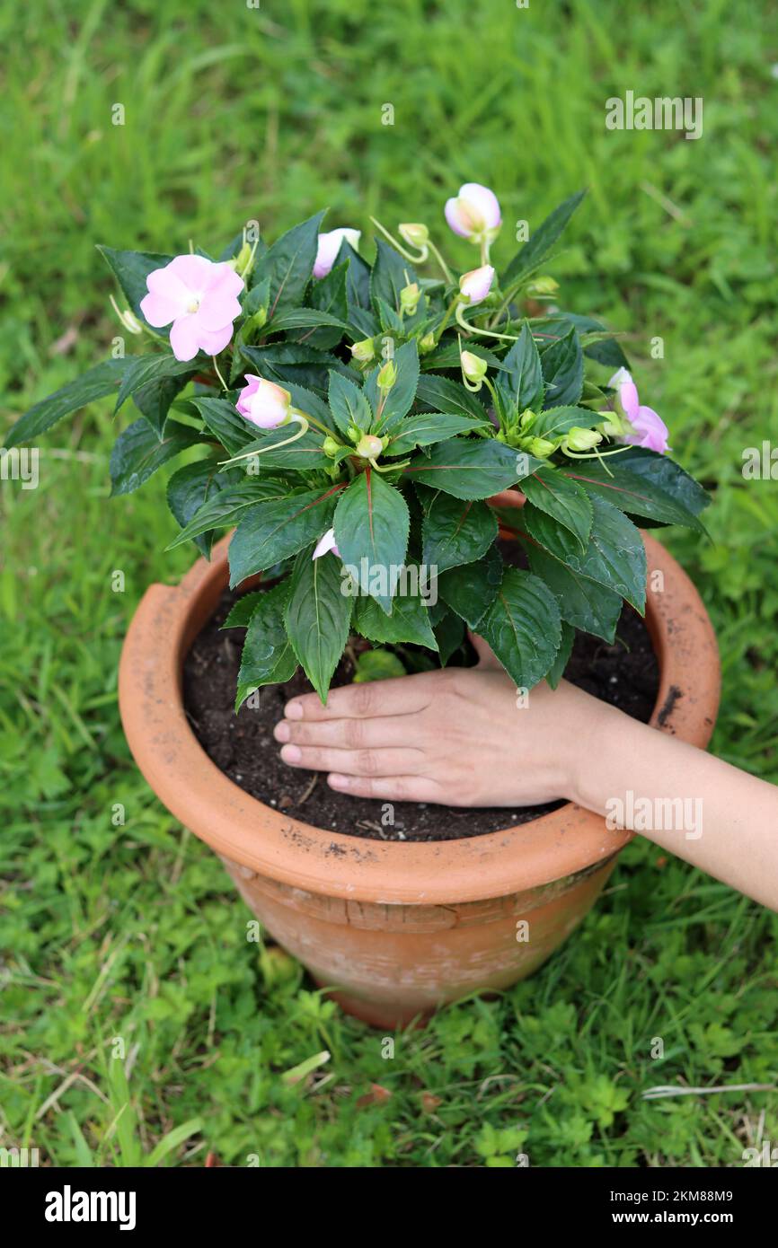 Female gardener works with plant. Close up photo of potted plant, hands and garden tools. Stock Photo