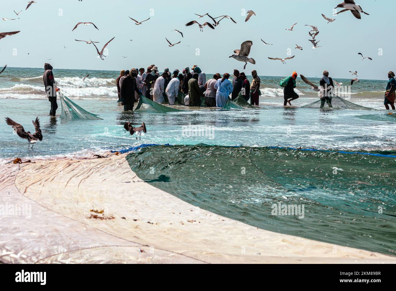 Fishermen catching sardines from Salalah beach. A big net full of