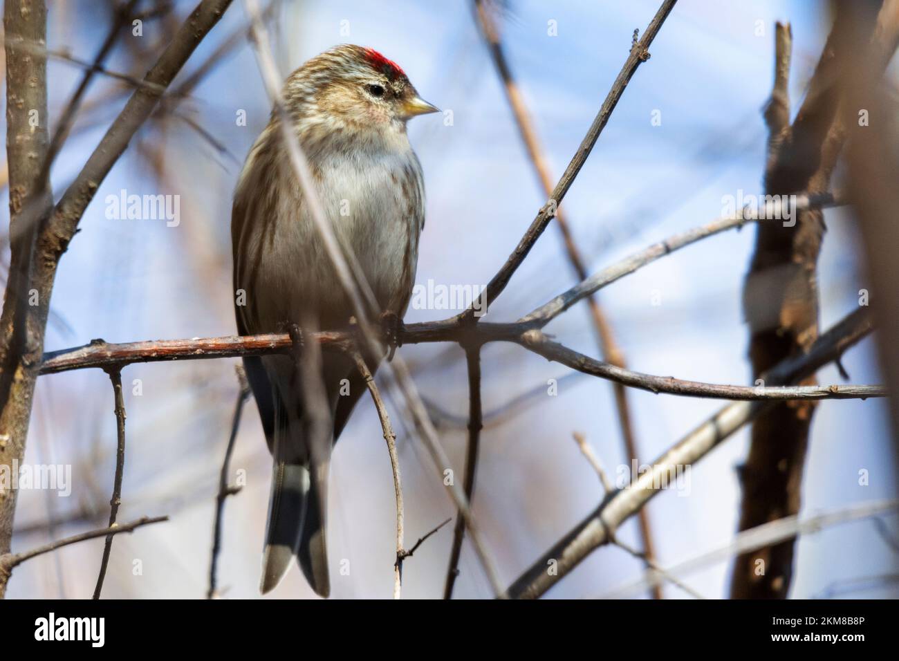 A redpoll sits on a branch. Stock Photo