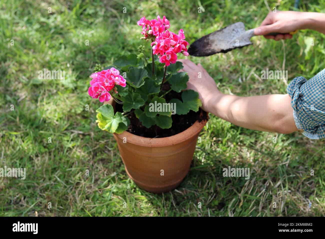 Geranium plant in a pot. Close up photo of female gardener hands