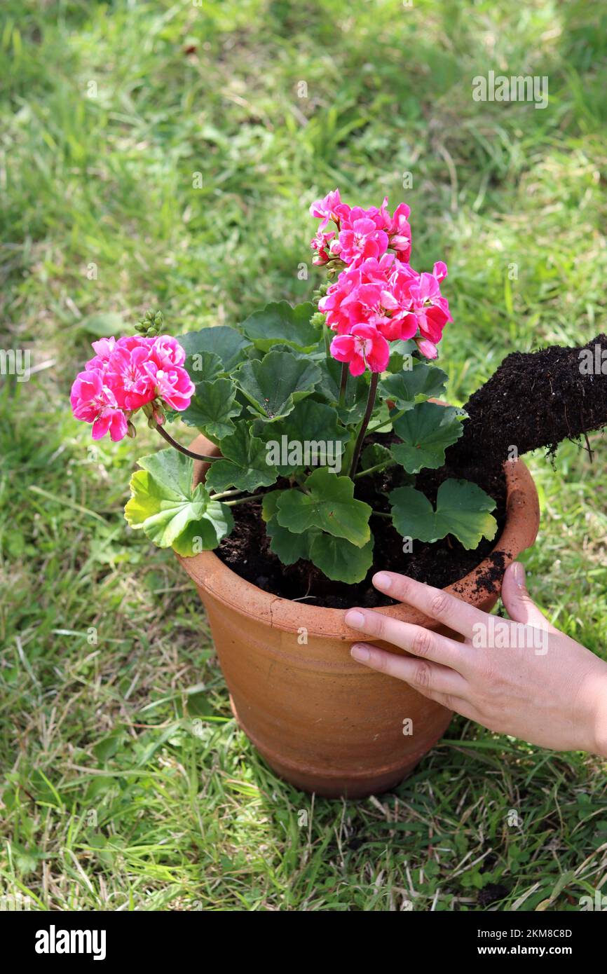 Geranium plant in a pot. Close up photo of female gardener hands