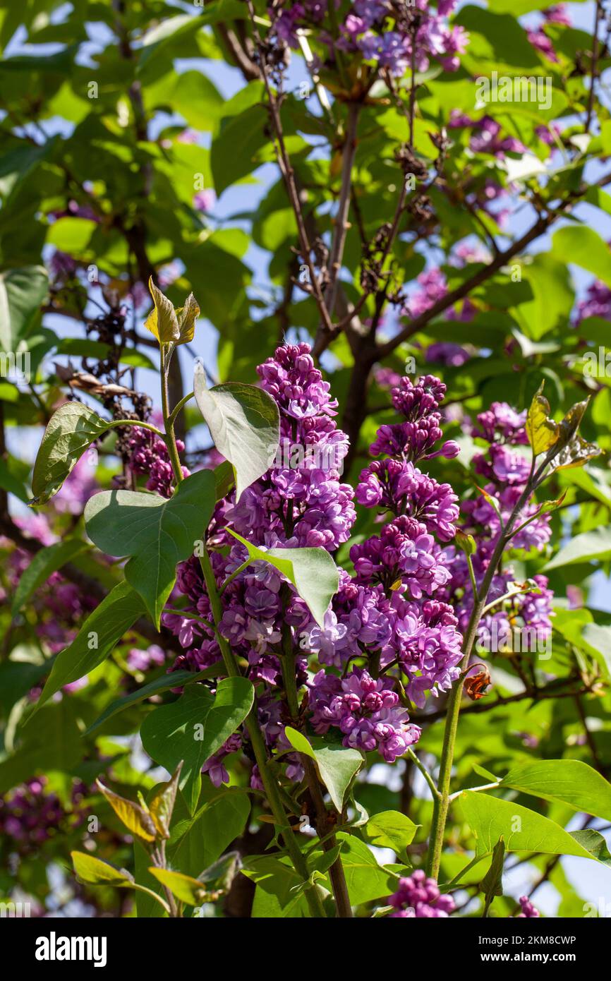 old blooming lilac flowers in the spring season, old purple lilac ...