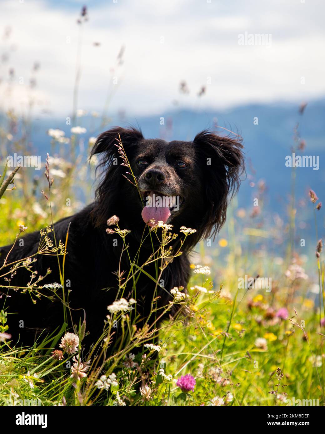 Markiesje hi-res stock photography and images - Alamy