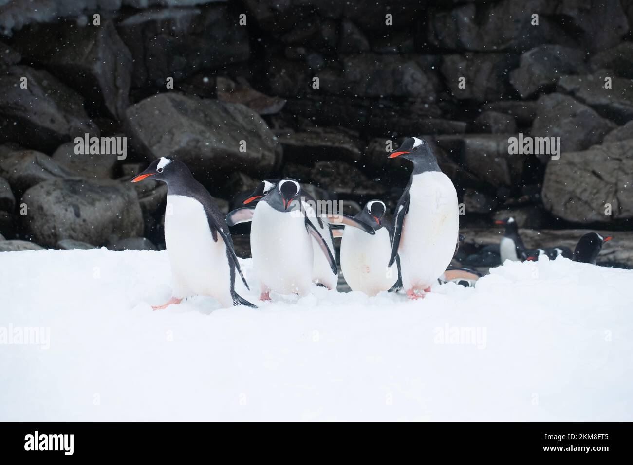 Gentoo Penguins on snow-covered Petermann Island in Antarctica.  Marching up the snowy hill with a rocky wall in the background. Stock Photo