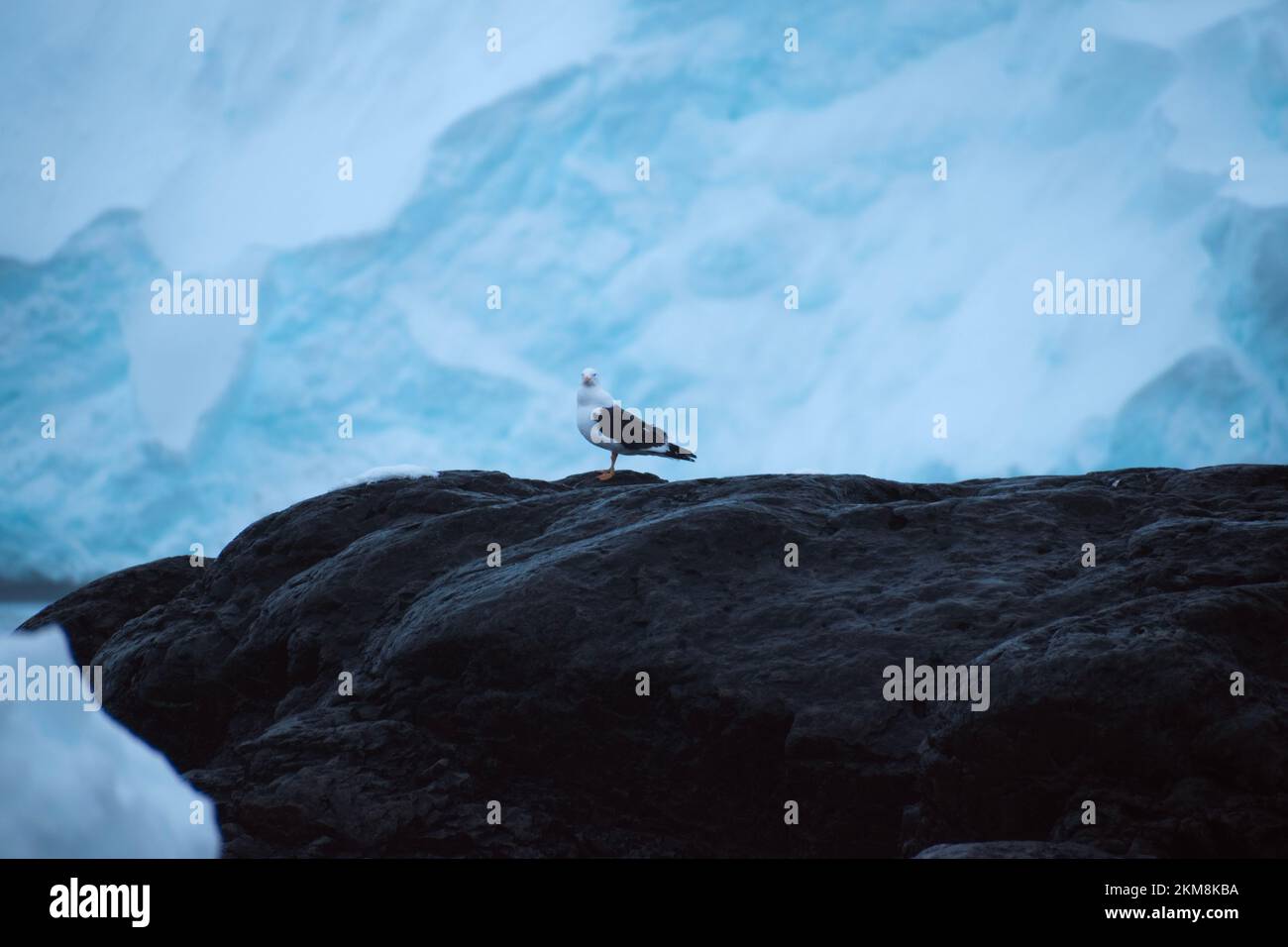 A single gull bird on the rocky cost of Antarctica with a glacier behind it. Stock Photo