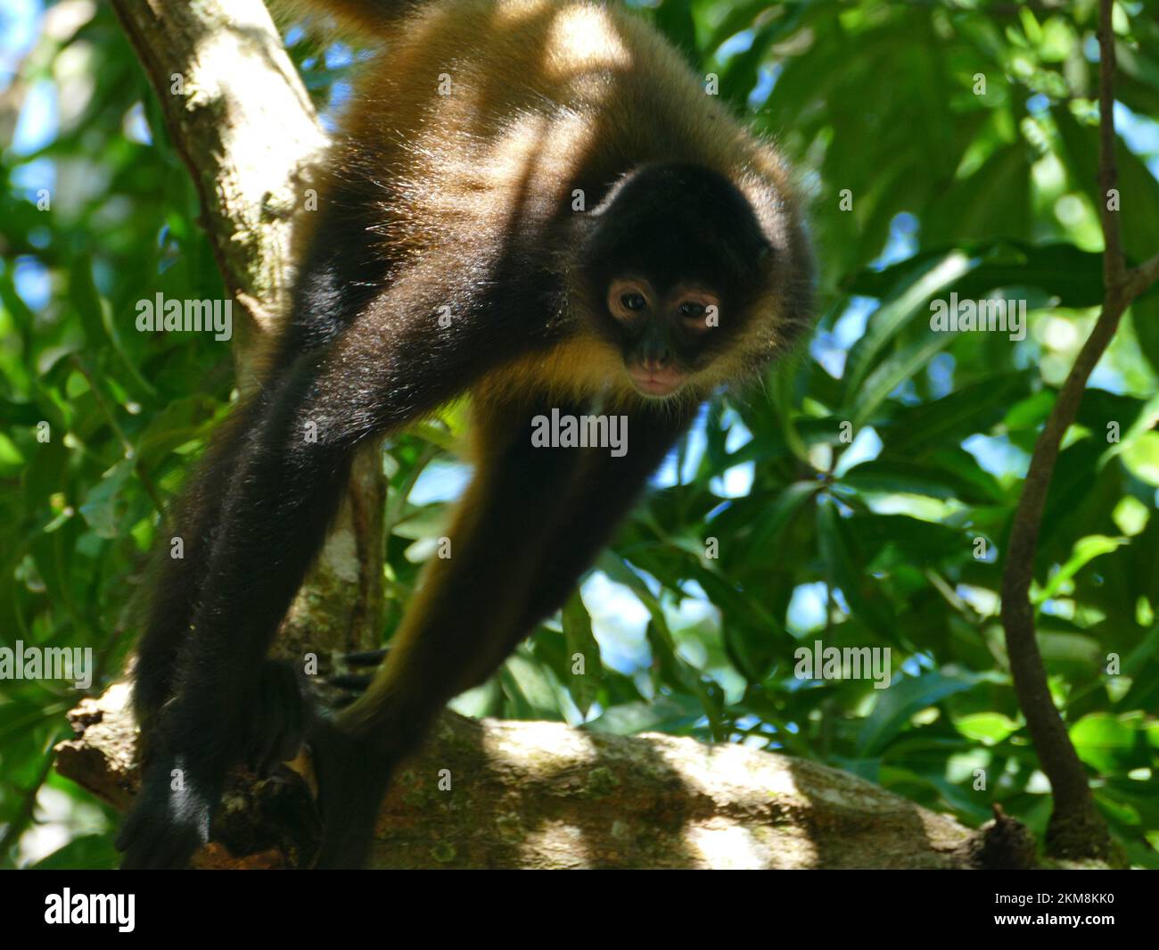 Spider Monkeys Tree Hi Res Stock Photography And Images Alamy Spider Monkeys Tree Hi Res Stock Photography And Images Alamy
