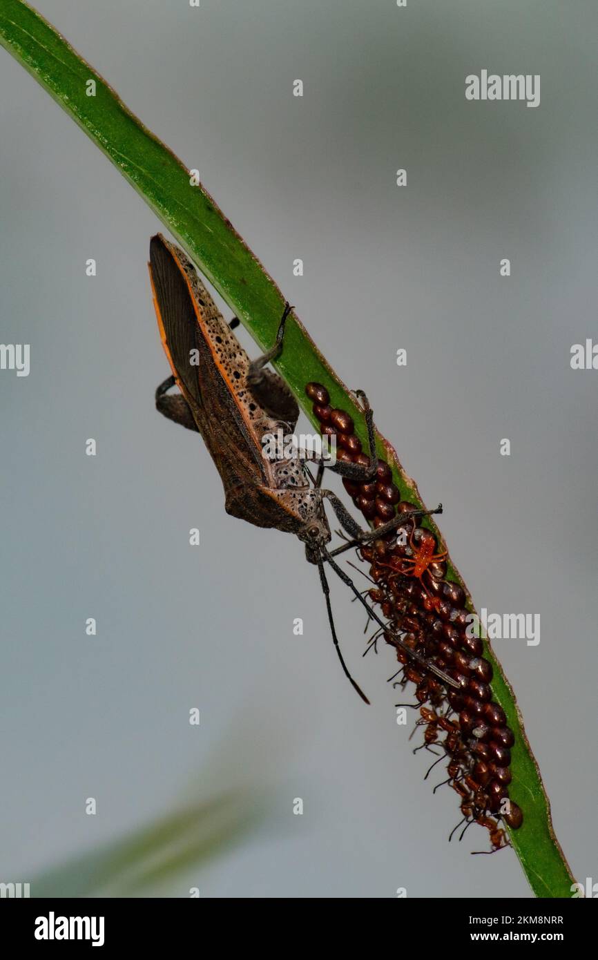 Vertical Insects Vertical closeup insects eggs hi-res stock photography and images - Alamy