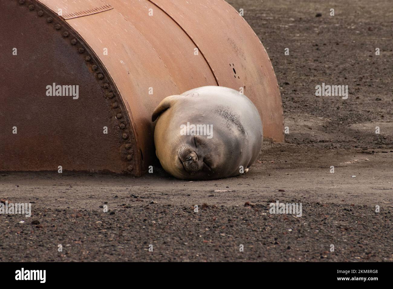 A southern elephant seal is resting next to a metal barrel on Deception Island in Antarctica. Stock Photo