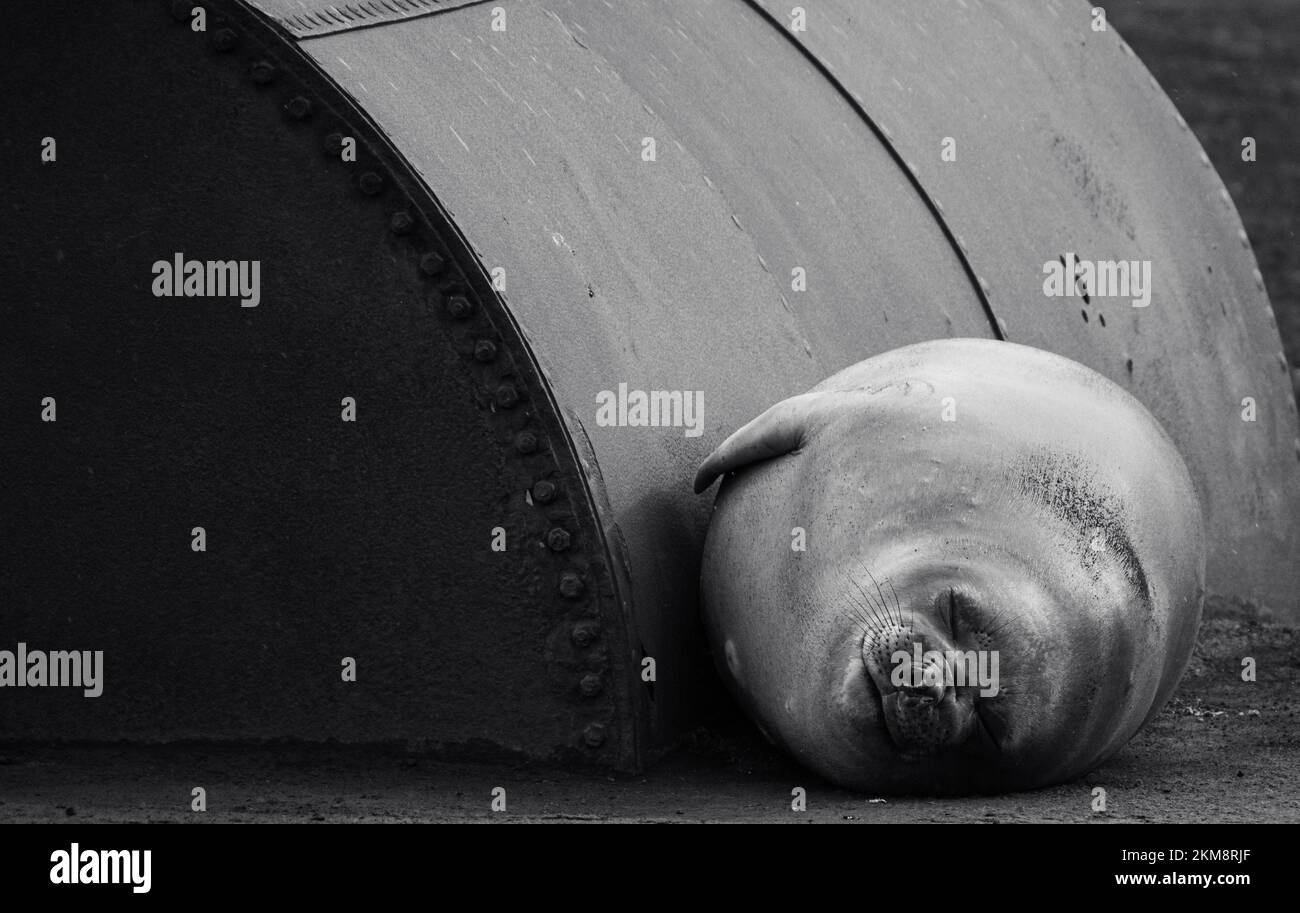 A southern elephant seal is resting next to a metal barrel on Deception