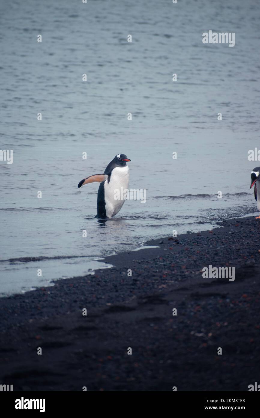 Gentoo penguin walking out of the water and onto South Shetland Island in Antarctica.  The volcanic Deception island, with black beaches. Stock Photo
