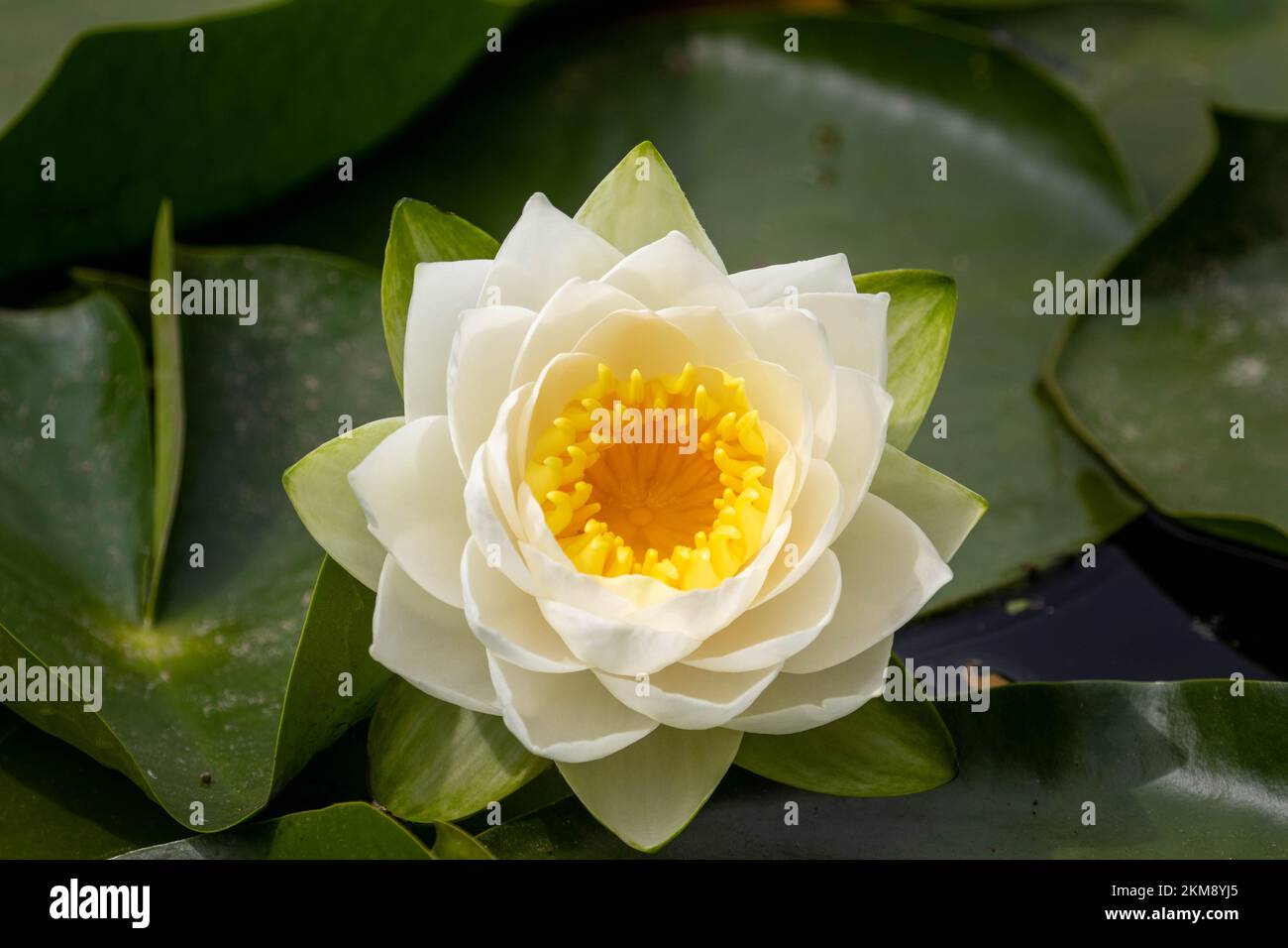 A closeup top view of a blooming water lily, Nymphaea candida on green leaves above the water Stock Photo