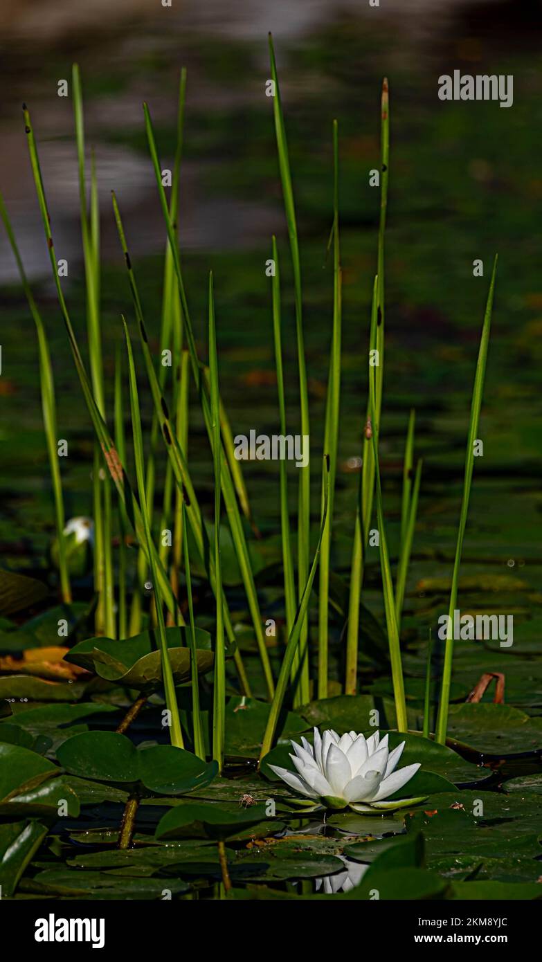 A vertical of a water lily, Nymphaea candida on green leaves above the water Stock Photo